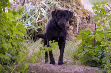 black labrador retriever