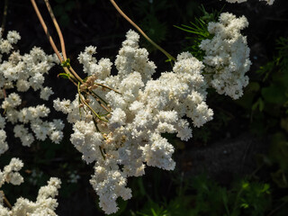The Dropwort (Filipendula vulgaris) 'Plena' flowering with creamy-white double flowers in summer