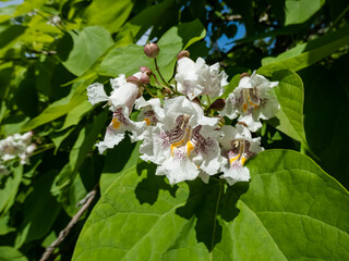 Catalpa or catawba with large, heart-shaped leaves flowering with showy, white flowers in bright sunlight in summer