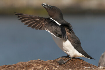 Razorbill - Alca torda - standing on rock with spread wings on blue water of Barents Sea...