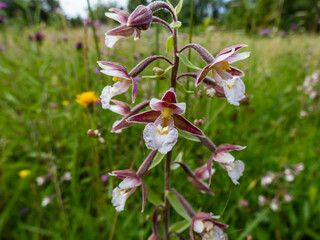 The marsh helleborine (Epipactis palustris) flowering with the flowers with sepals that are coloured deep pink or purplish-red. The labellum is white with red or yellow spots in middle