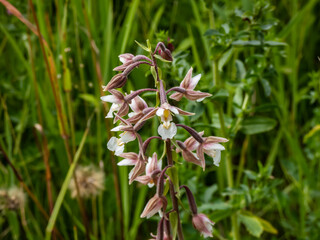 The marsh helleborine (Epipactis palustris) flowering with the flowers with sepals that are coloured deep pink or purplish-red. The labellum is white with red or yellow spots in middle