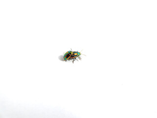 Couple of colorful Dead-nettle leaf beetle (Chrysolina fastuosa) with gold and copper shine and...