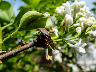 Close-up shot of a couple of the adult sloe bugs or hairy shieldbugs (Dolycoris baccarum) mating on leaves of a lilac tree in sunlight