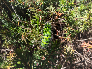 Macro shot of the larva or caterpillar of the small emperor moth (Saturnia pavonia) - green with black rings and yellow and red spots among green leaves