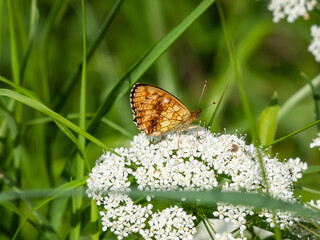 The High Brown Fritillary (Argynnis adippe) resting on a white flower. Its upper wings are orange with black markings, the undersides are duller with white and brown markings