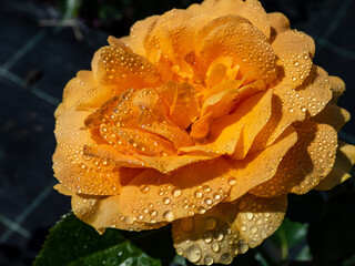 Close-up of golden yellow rose 'Goldtopas' (Gold Topaz) covered with water droplets. Rose with dark...