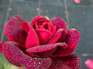 Close-up of rose 'Grafin von Hardenberg' with beautiful, elegant velvety red and burgundy blooms...
