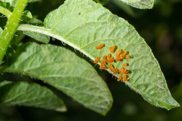Colorado potato beetle, Leptinotarsa decemlineata, eggs on a leaf in a garden. Top view