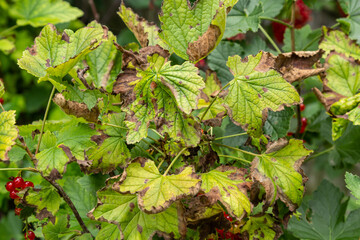 Gallic aphid on the leaves of red currant. The pest damages the currant leaves, red bumps on the...