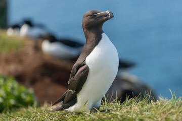 Portrait of razorbill - Alca torda - standing on grass with blue water of Barents Sea in...