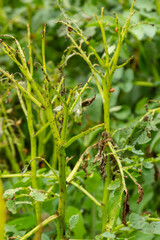 Colorado potato beetle - Leptinotarsa decemlineata on potato bushes. Pest of plants and agriculture. Treatment with pesticides. Insects are pests that damage plants
