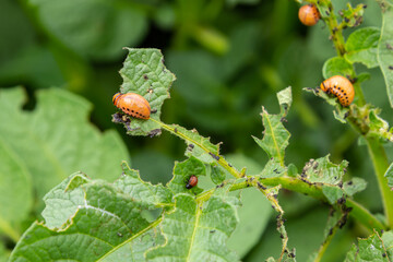 potato cultivation destroyed by larvae and beetles of Colorado potato beetle, Leptinotarsa decemlineata, also known as the Colorado beetle, the ten-striped spearman, the ten-lined potato beetle