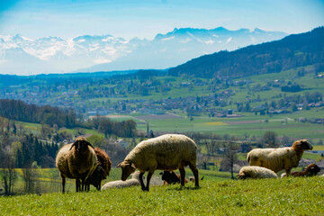 Obraz premium Sheep in the mountains with panoramic view of the Swiss Alps