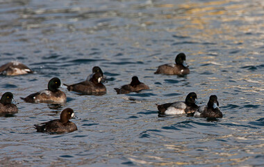 Topper, Greater scaup, Aythya marila