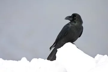 Fototapeten Dikbekkraai, Large-billed Crow, Corvus macrorhynchos © Marc