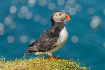 Cute atlantic puffin - Fratercula arctica standing on grass on darkblue water of Barents Sea in background. Photo from Hornoya Island at Varanger Penisula in Norway.