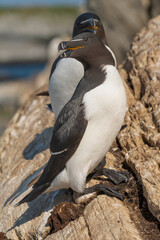 Razorbill - Alca torda - standing on cliff with another razorbill in background. Photo from Hornoya Island in Norway.