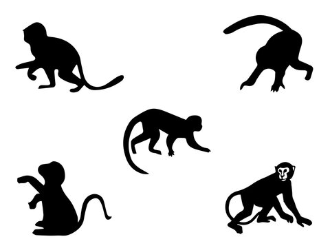 Monkey vector image. Monkey stock vector. Stylized Monkey Illustration Isolated On White Background Stock Vector Image