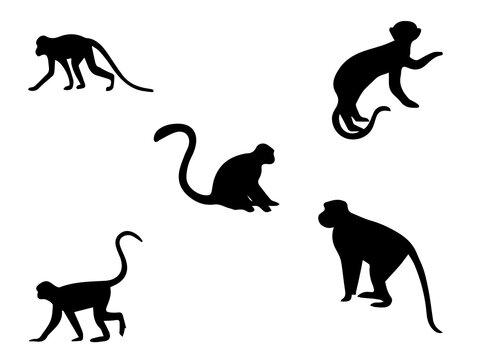 Stylized Monkey Illustration Isolated On White Background Stock Vector Image. Monkey vector
