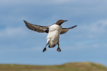 Common murre or common guillemot - Uria aalge - landing on cliff with spread wings on blue sky background. Photo from Hornoya Island ,Varanger Panisula in Norway.