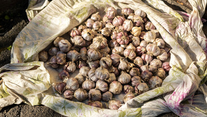 Drying garlic outside, preparation for storage. Sunbeam, top view