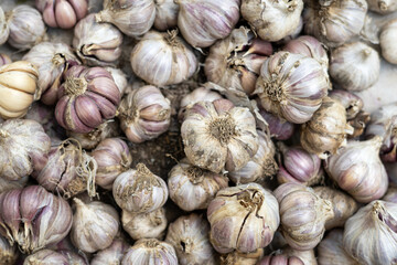 Drying garlic outside, preparation for storage. Top view, close-up