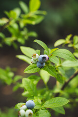 blueberries on a branch, berry ripening, gardening, organic veggie food