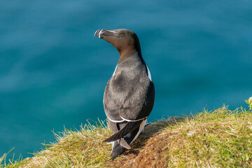 Portrait of razorbill - Alca torda - standing on  grass with dark blue water of Barents Sea in...