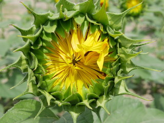 ひまわりのつぼみ　sunflower
