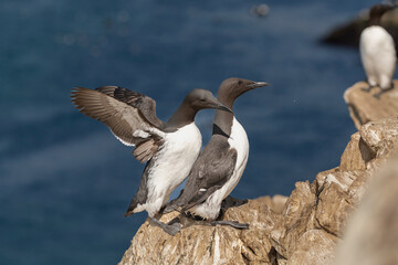 Mating pair of common murres or common guillemots - Uria aalge with blue water of Barents Sea in Background. Photo from Hornoya Island in Norway.