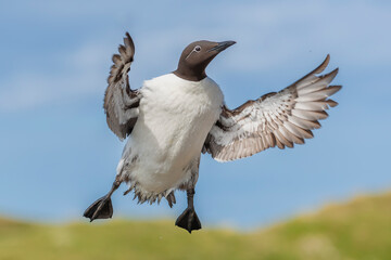 Common murre or common guillemot - Uria aalge - landing on cliff with spread wings on blue sky background. Photo from Hornoya Island ,Varanger Panisula in Norway.
