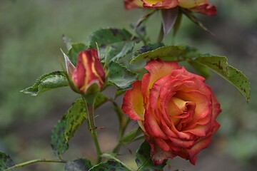 gardening. hybrid tea rose Jacaranda on a green background on a summer day