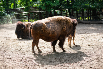 Bison in zoo