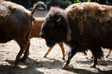 Bison in zoo
