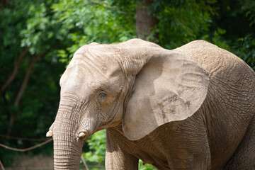 Fototapeta premium Elephant in a zoo