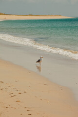 a seagull on a paradise beach. a gull is resting on a virgin beach, he is looking towards us, the turquoise sea is right next to him.