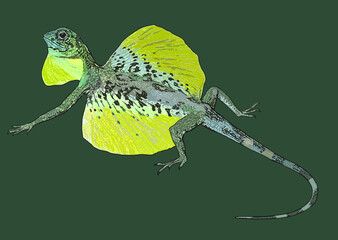 Drawing, Flyng lizard, beautiful, art.illustration, vector