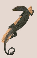 Drawing, Black tree lizard, rare, art.illustration, vector