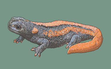 Drawing, Crocodille salamander, exotic, art.illustration, vector