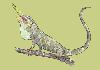 Drawing Pinocchio lizard, exotic, rare, art.illustration, vector