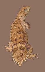 Drawing plat tail lizard, exotic, art.illustration, vector