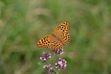 Female silver-washed fritillary butterfly (Argynnis paphia).