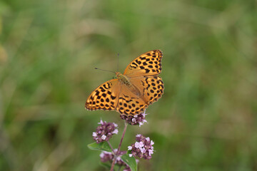 Fototapeta na wymiar Female silver-washed fritillary butterfly (Argynnis paphia).