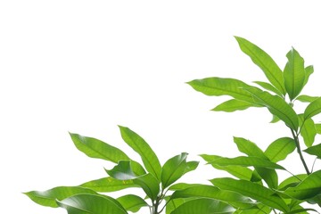 Tropical mango tree with leaves and branches on white isolated background for green foliage z