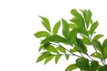 Tropical trees with leaves branches on white isolated background for green foliage backdrop 