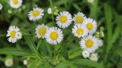 Fototapeta premium flower 흰색 들꽃
