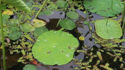 초록의 아름다운 연꽃, 연잎 Beautiful green lotus flower, lotus leaf
