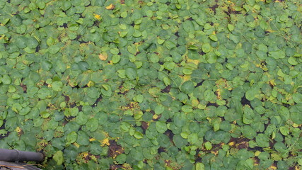 초록의 아름다운 연꽃, 연잎 Beautiful green lotus flower, lotus leaf