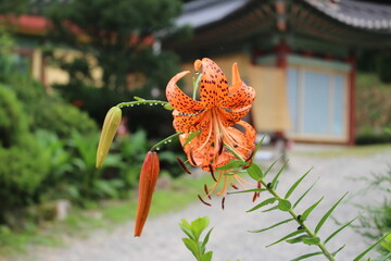 절에 핀 이쁜 꽃 pretty flowers in the temple 나리꽃